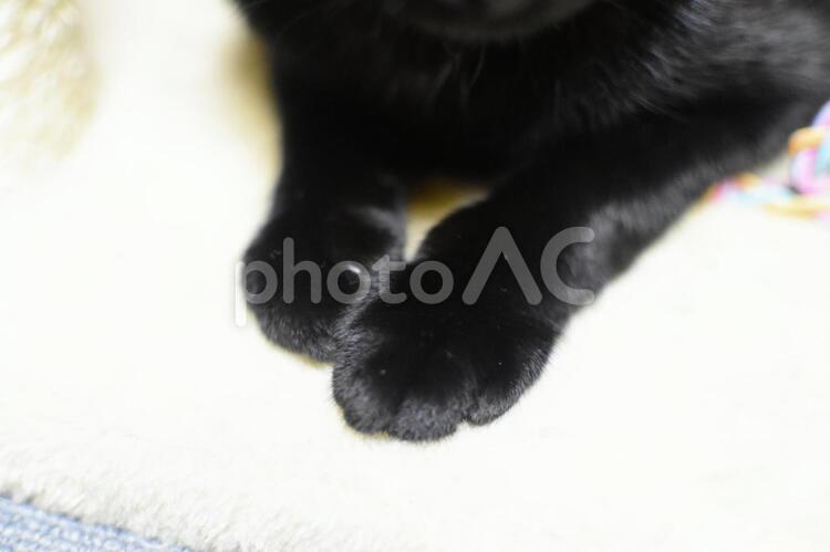 黒猫るーく　御御足 足,猫,黒猫の写真素材