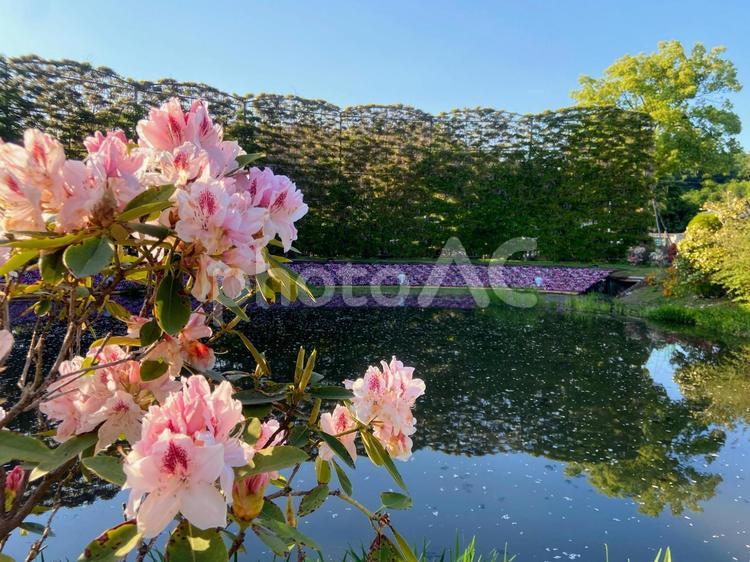 つつじと白藤 つつじ,藤,あしかがフラワーパークの写真素材