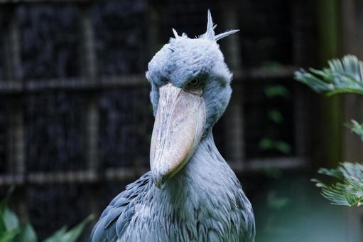 ハシビロコウ ハシビロコウ 上野動物園,上野公園,風景の写真素材