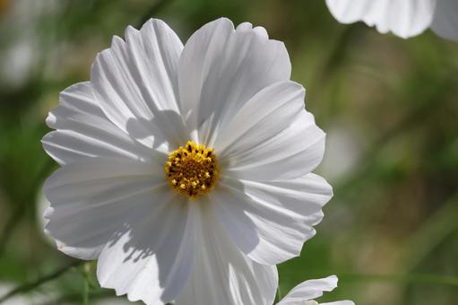 白い花びらの秋桜の花のアップ 白い,花びら,秋桜の写真素材