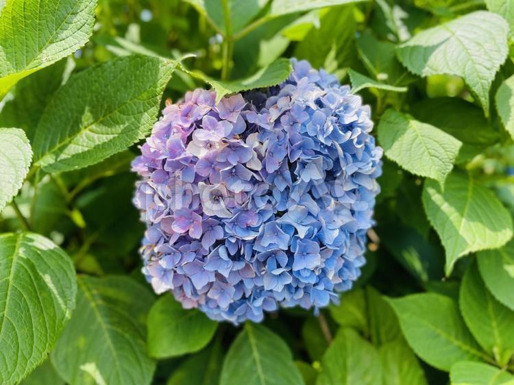 紫陽花　一輪咲き　中心構図 紫陽花,青い紫陽花,ブルーアジサイの写真素材