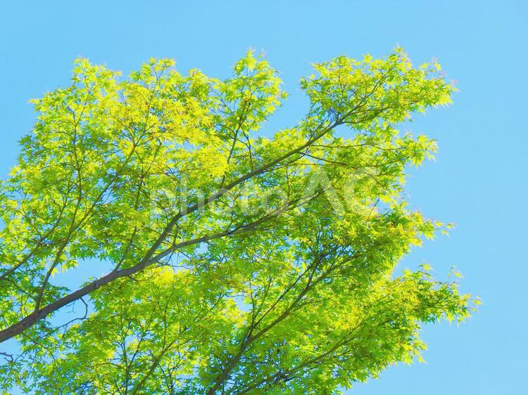 風景　パステル調の新緑と青空 青空,風景,緑の写真素材