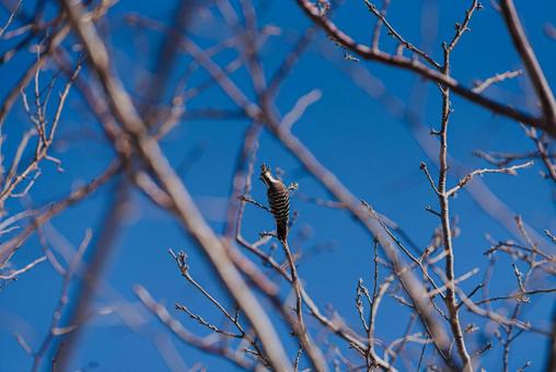 木に止まってつつこうとするコゲラ コゲラ,キツツキ,野鳥の写真素材