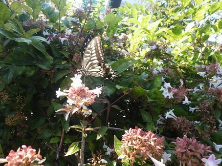 アゲハ アゲハ,ナミアゲハ,自然の写真素材