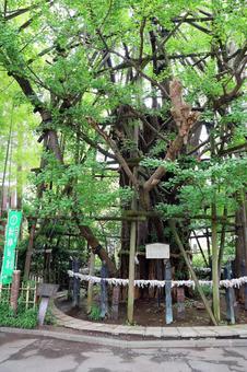 稲毛神社(川崎) 稲毛神社(川崎) 稲毛神社,武甕槌神,経津主神の写真素材