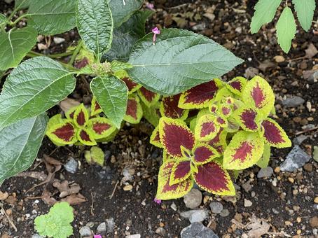 東京11月：コリウスの葉 2025 花,コリウス,キンランジソの写真素材