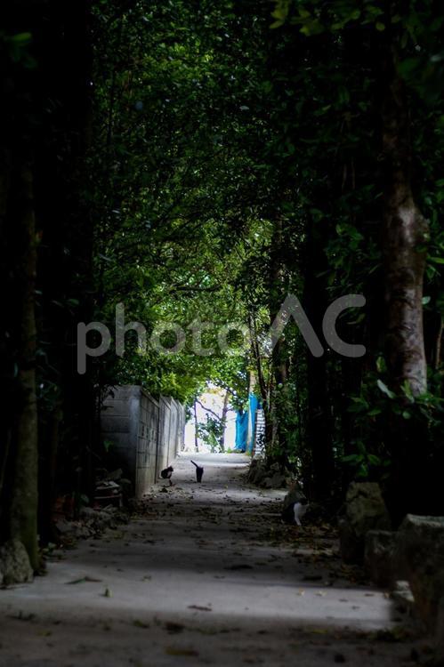 備瀬のフクギ並木 沖縄,本部町,フクギ並木の写真素材