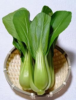 チンゲンサイ チンゲンサイ,野菜,食材の写真素材