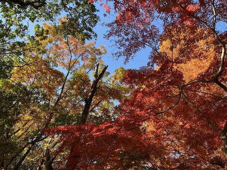 秋 秋,モミジ,自然の写真素材