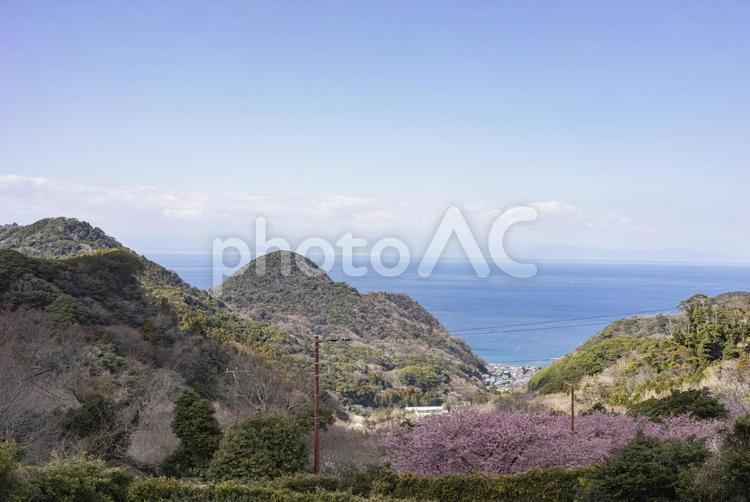河津桜咲く展望台から松崎町石部を見下ろす 松崎町,石部,石部海岸の写真素材
