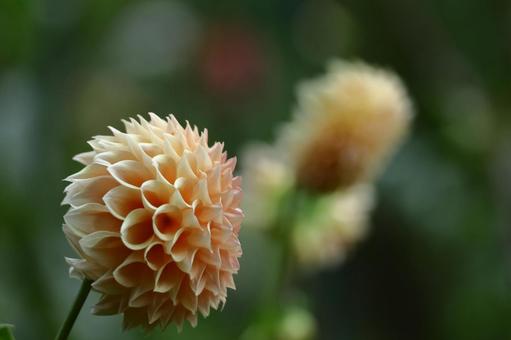 色鮮やかな大輪 色鮮やかな大輪 ダリア,花,キク科の植物の写真素材