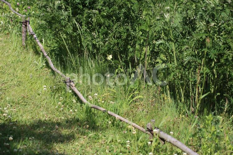草原を舞うモンキチョウ チョウ,虫,原っぱの写真素材