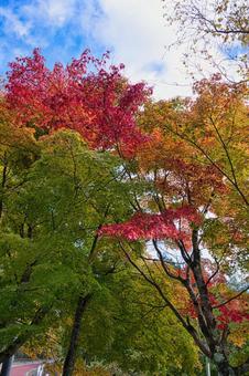 紅葉の途中 紅葉,景色,風景の写真素材