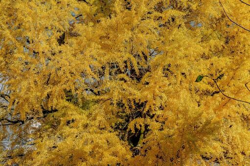 黄金に輝くイチョウの大樹と秋の陽光 イチョウ,黄葉,大樹の写真素材