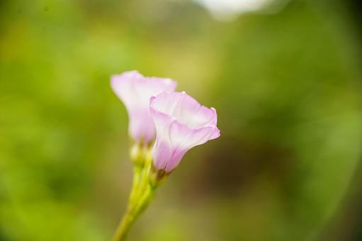 紫のホシアサガオの花が咲いています 紫のホシアサガオの花が咲いていますの写真