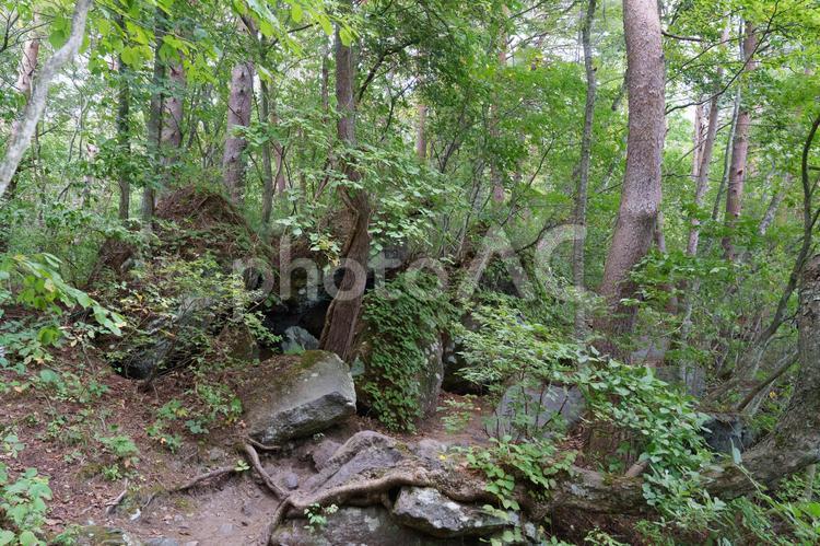 森の中の岩たち 森,林,岩の写真素材