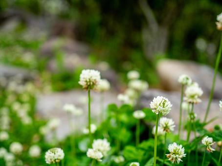 Photo, park, white clover, spring, 