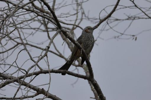 Brown-eared bulbul, JPG Brown-eared bulbul, JPG