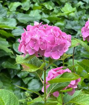 ピンク紫陽花 紫陽花,梅雨,ピンクの写真素材