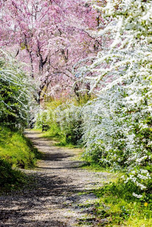 京都府　原谷苑の桜風景 原谷苑,桜,風景の写真素材