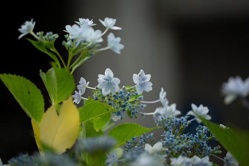 季節の花々 季節の花々の写真