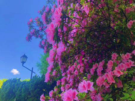 つつじ つつじの写真