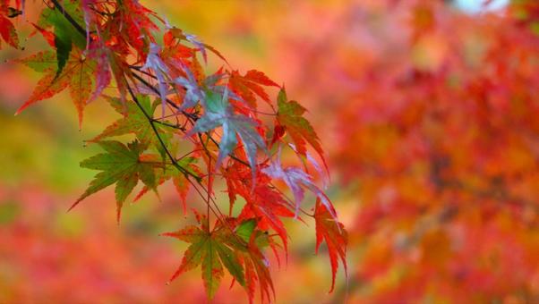 秋模様 秋模様の写真