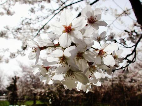 サクラ・桜 サクラ・桜の写真