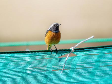 照片, 黄尾鸲, 乔比奥, 雄性daurian redstart, 