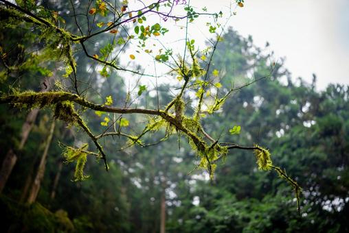 深緑の苔枝 自然,植物,苔の写真素材