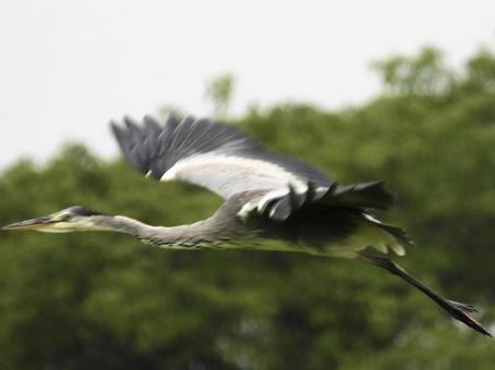 Grey heron taking off, JPG