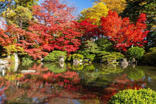 もみじ公園の秋⑴ 秋,紅葉,モミジの写真素材