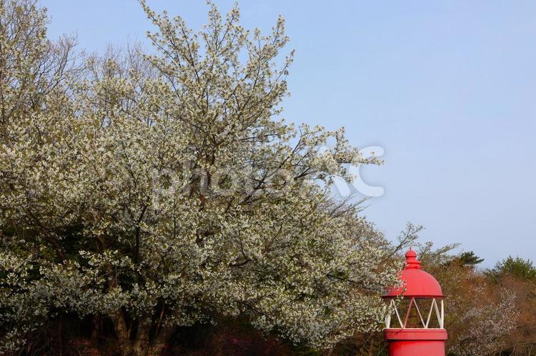 ４月上旬の瀬戸内海歴史民族資料館の桜の花 桜,花,植物の写真素材