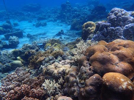 小笠原のシュノーケリング 小笠原,シュノーケリング,シュノーケルの写真素材