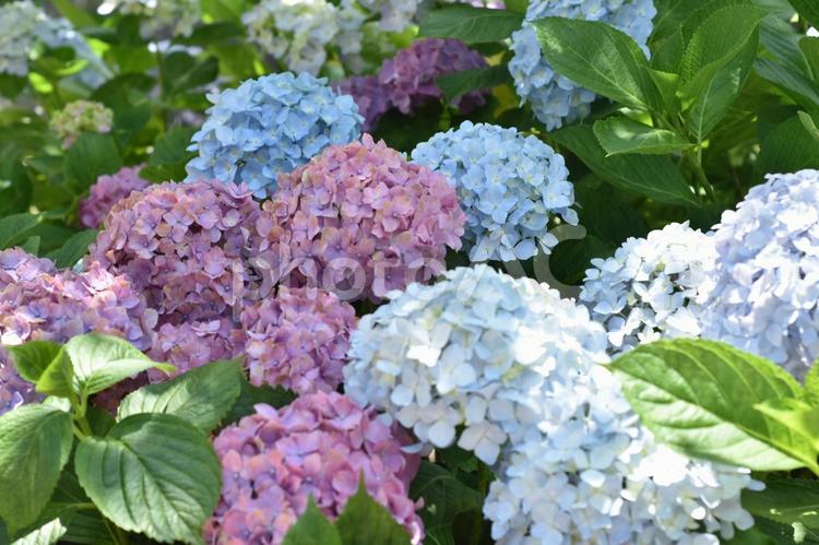 たくさんのアジサイ あじさい,アジサイ,紫陽花の写真素材