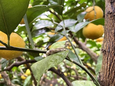 みかん畑のアマガエル アマガエル,カエル,みかん畑の写真素材