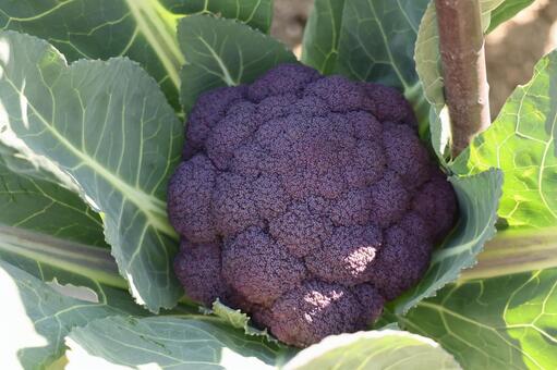 緑の葉の中に紫色のブロッコリーのアップ 緑,葉,紫色の写真素材