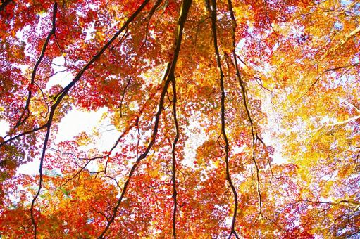 紅葉 紅葉の写真