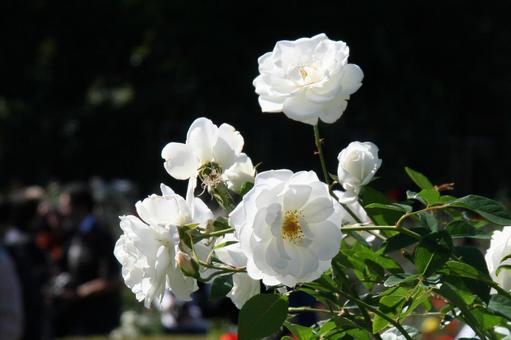 バラ・薔薇 アイスバーグ バラ・薔薇 アイスバーグ アイスバーグ,iceberg,風景マクロの写真素材