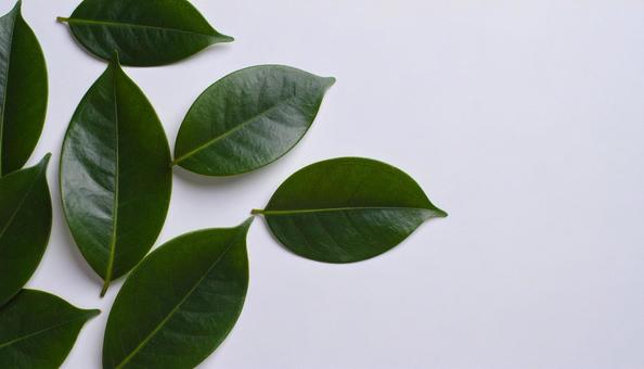 ecoイメージ 緑の葉 白背景 ecoイメージ 緑の葉 白背景の写真