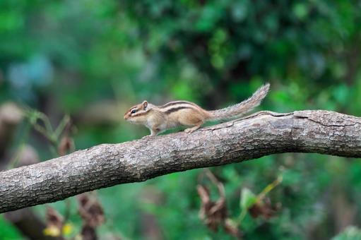 木の枝で片足を上げるシマリス シマリス,縞栗鼠,頬袋の写真素材