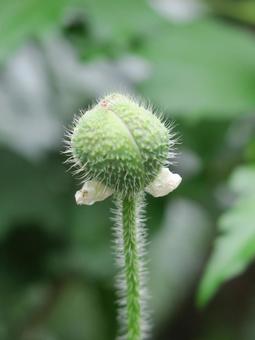 ポピー ポピーの写真