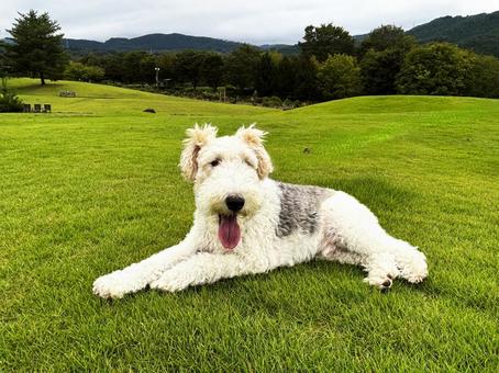 愛犬と散歩 愛犬と散歩 愛犬,散歩,ワイヤーフォックステリアの写真素材