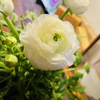 ラナンキュラスの写真