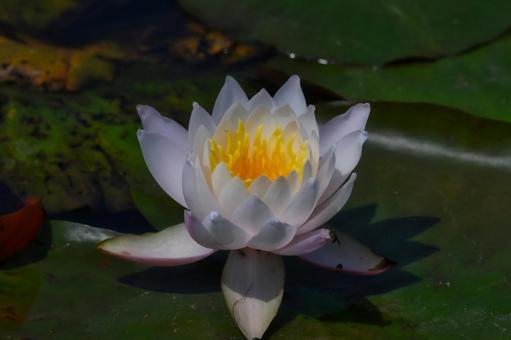 Water lily flower, JPG Water lily flower, JPG