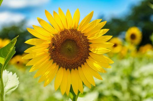青空に映える向日葵の花 青空に映える向日葵の花の写真