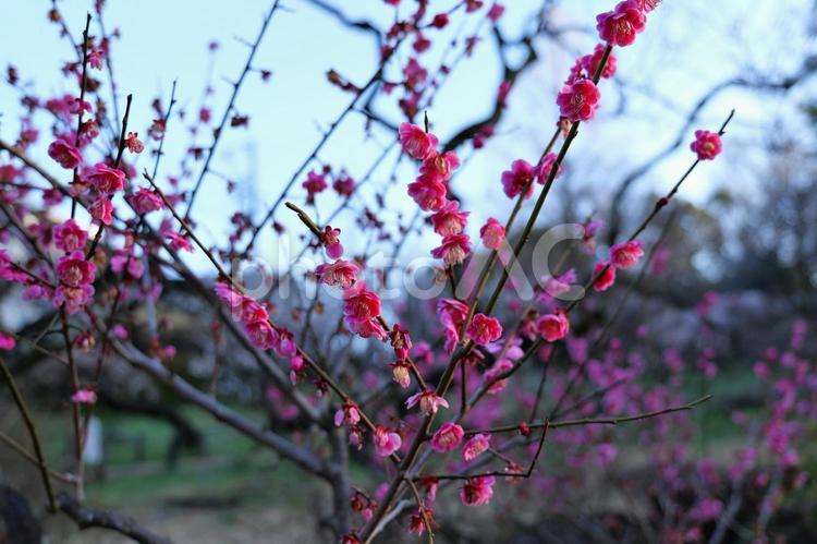 大倉山公園の梅の木 梅,自然,植物の写真素材