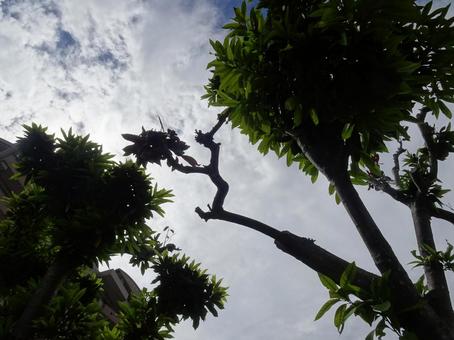 Photo, august, blue sky, sky, 