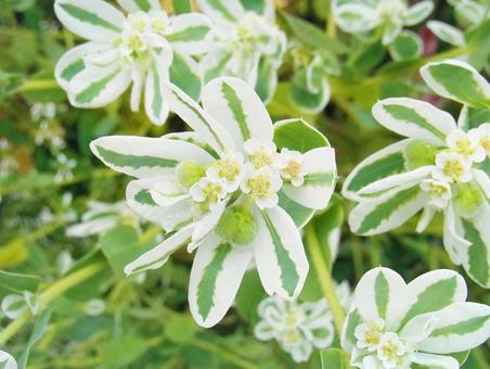 ハツユキソウ/横 ハツユキソウ,初雪草,トウダイグサ科の写真素材