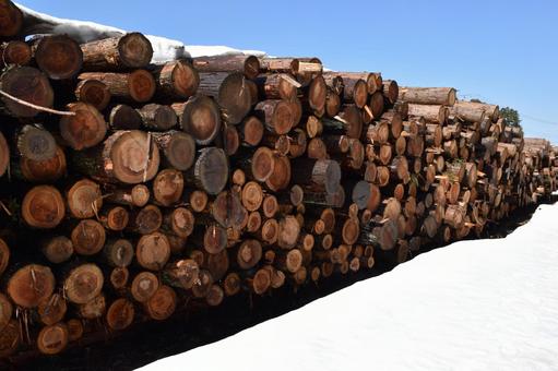 切り出された杉の丸太 降雪風景 杉の丸太,丸太,杉の木の写真素材